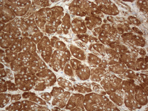 m05329 anti vapa mouse monoclonal antibody clone id oti10e10 ihc testing 4