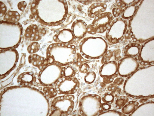 m05329 anti vapa mouse monoclonal antibody clone id oti10e10 ihc testing 6