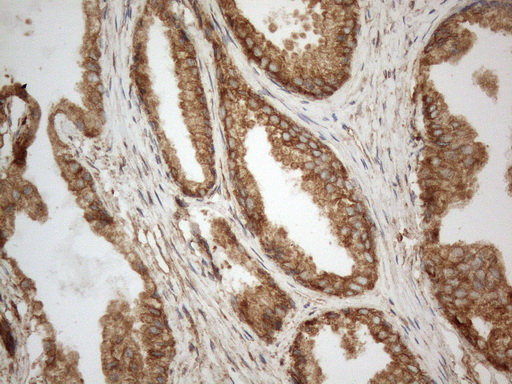 m05329 anti vapa mouse monoclonal antibody clone id oti10e10 ihc testing 9