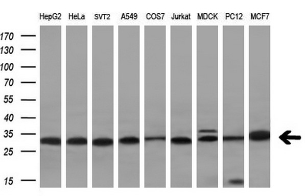 Western blot analysis of extracts (10ug) from 9 different cell lines by using anti-VAPA monoclonal antibody (HepG2: human; HeLa: human; SVT2: mouse; A549: human; COS7: monkey; Jurkat: human; MDCK: canine; PC12: rat; MCF7: human) (1:200)