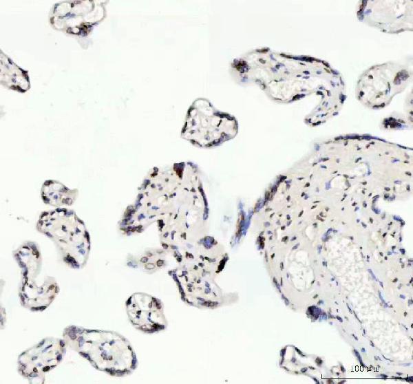  IHC analysis of Lamin B2 using anti-Lamin B2 antibody (M05348)