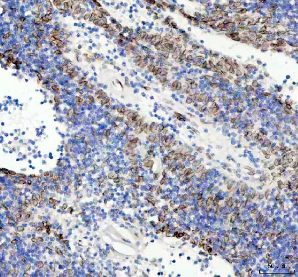  IHC analysis of Lamin B2 using anti-Lamin B2 antibody (M05348)