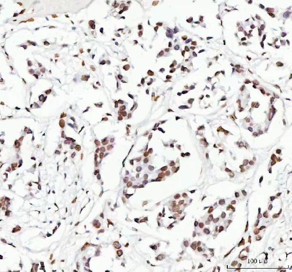 m05348 lmnb2 primary antibodies ihc testing 4