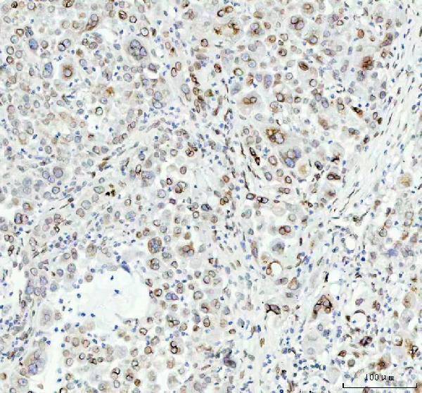 m05348 lmnb2 primary antibodies ihc testing 5