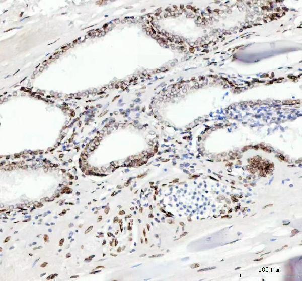 m05348 lmnb2 primary antibodies ihc testing 6