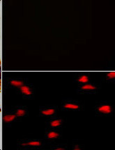 m05349 1 anti set07 antibody if testing 2