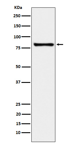 Western blot analysis of MARK3 expression in K562 cell lysate
