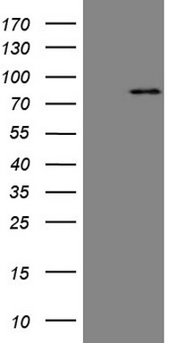 m05355 anti mark3 mouse monoclonal antibody clone id oti2g8 wb testing 1