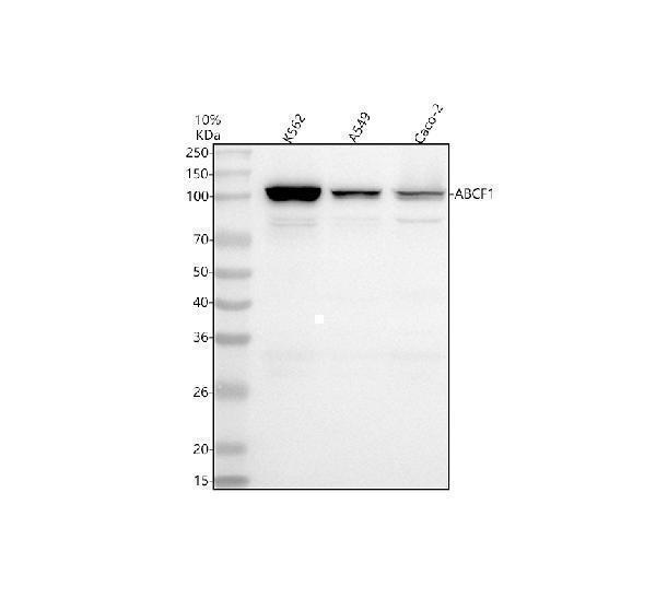 Western blot analysis of ABCF1 using anti-ABCF1 antibody (M05358)
