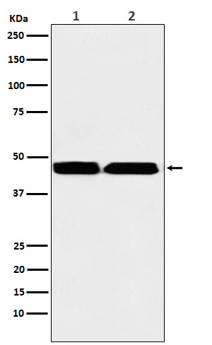 Western blot analysis of KMT1B / SUV39H2 expression in (1) MOLT-4 cell lysate; (2) Human testis lysate