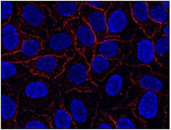 m05378 ahnak1 primary antibodies icc testing 2