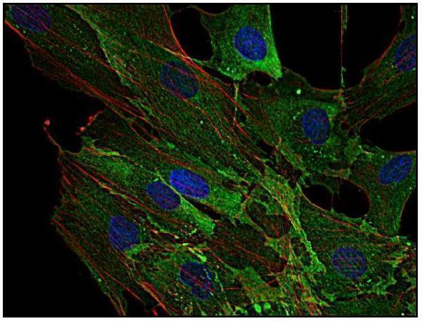 m05378 ahnak1 primary antibodies icc testing 3