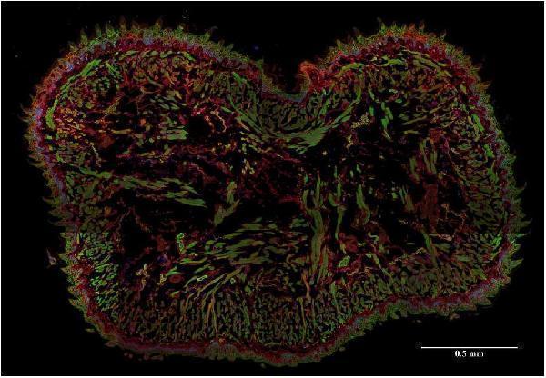 m05378 ahnak1 primary antibodies ihc testing 1