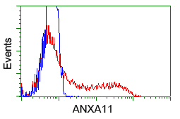 HEK293T cells transfected with either pCMV6-ENTRY ANXA11 (Red) or empty vector control plasmid (Blue) were immunostained with anti-ANXA11 mouse monoclonal (M05379)