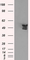 HEK293T cells were transfected with the pCMV6-ENTRY control (Left lane) or pCMV6-ENTRY ANXA11 (Right lane) cDNA for 48 hrs and lysed