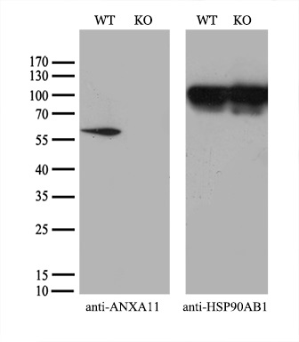 m05379 anti annexin a11 anxa11 mouse monoclonal antibody clone id oti1c6 wb testing 3