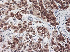 m05380 anti hspbp1 mouse monoclonal antibody clone id oti1d5 ihc testing 3