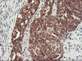 m05380 anti hspbp1 mouse monoclonal antibody clone id oti1d5 ihc testing 4