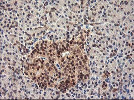m05380 anti hspbp1 mouse monoclonal antibody clone id oti1d5 ihc testing 5