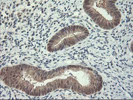 m05380 anti hspbp1 mouse monoclonal antibody clone id oti1d5 ihc testing 6