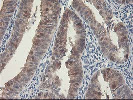 m05380 anti hspbp1 mouse monoclonal antibody clone id oti1d5 ihc testing 7