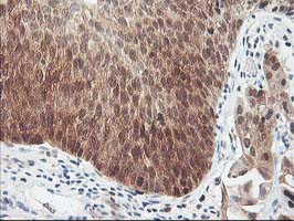 m05380 anti hspbp1 mouse monoclonal antibody clone id oti1d5 ihc testing 8
