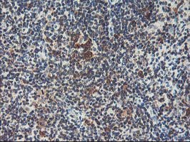 m05380 anti hspbp1 mouse monoclonal antibody clone id oti1d5 ihc testing 9