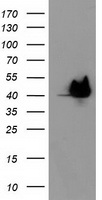 m05380 anti hspbp1 mouse monoclonal antibody clone id oti1d5 wb testing 1