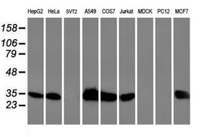 m05380 anti hspbp1 mouse monoclonal antibody clone id oti1d5 wb testing 2