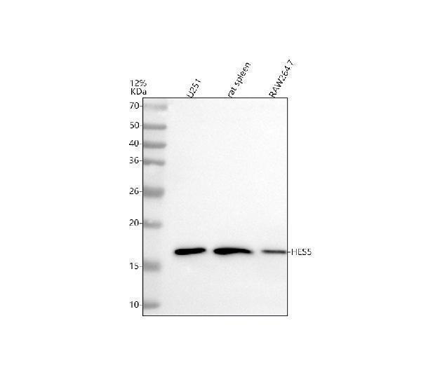  Western blot analysis of HES5 using anti-HES5 antibody (M05384)