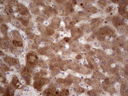 m05387 1 anti rspo3 mouse monoclonal antibody clone id oti3a9 ihc testing 4