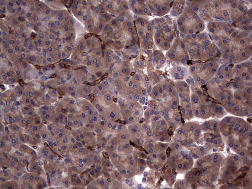 Immunohistochemical staining of paraffin-embedded Human pancreas tissue within the normal limits using anti-RSPO3 mouse monoclonal antibody