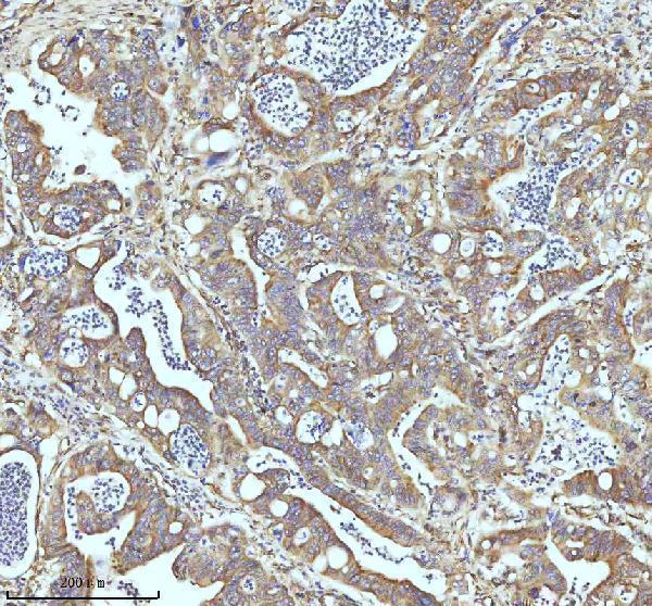 m05397 tubb1 primary antibodies ihc testing 10