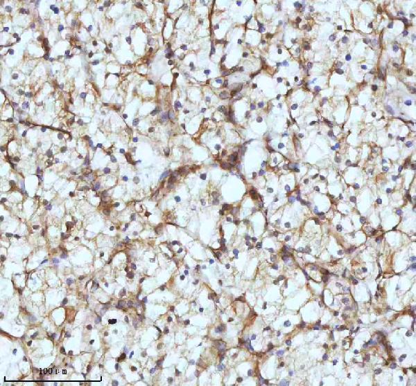 m05397 tubb1 primary antibodies ihc testing 3