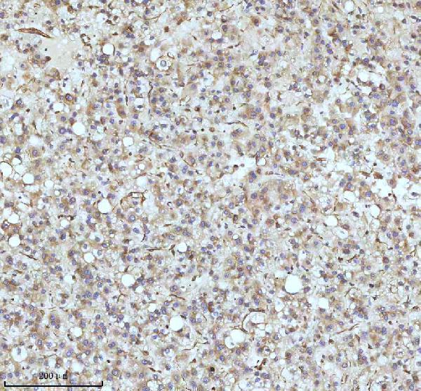 m05397 tubb1 primary antibodies ihc testing 4