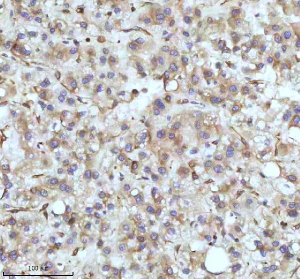 m05397 tubb1 primary antibodies ihc testing 5