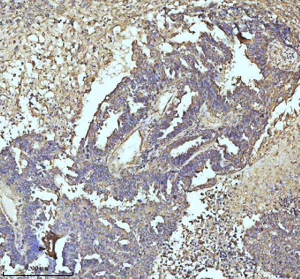 m05397 tubb1 primary antibodies ihc testing 6