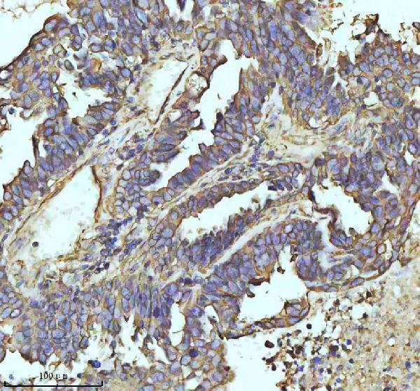 m05397 tubb1 primary antibodies ihc testing 7