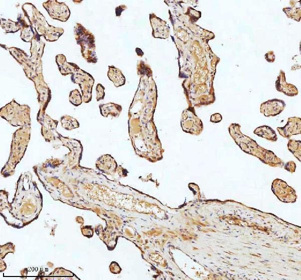 m05397 tubb1 primary antibodies ihc testing 8