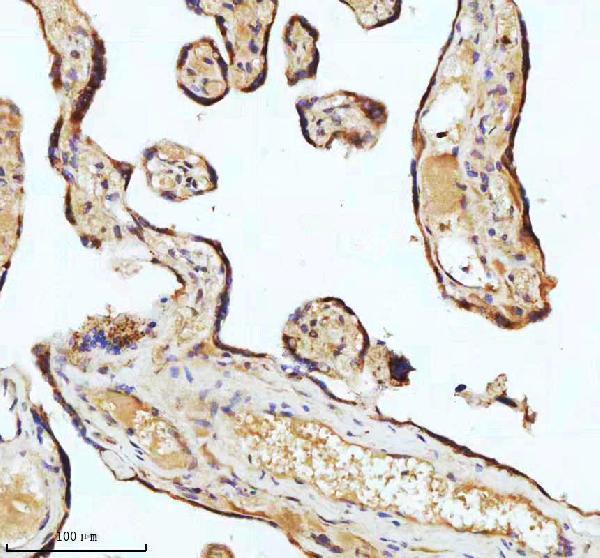 m05397 tubb1 primary antibodies ihc testing 9