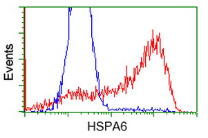 HEK293T cells transfected with either HSPA6 (Myc-DDK-tagged) overexpress plasmid (Red) or empty vector control plasmid (Blue) were immunostained by anti-HSPA6 antibody (M05402)
