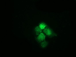 m05402 anti hspa6 mouse monoclonal antibody clone id oti1h3 if testing 4