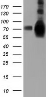 HEK293T cells were transfected with the pCMV6-ENTRY control (Left lane) or pCMV6-ENTRY HSPA6 (Right lane) cDNA for 48 hrs and lysed