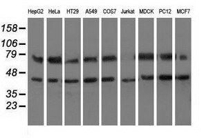 Western blot analysis of extracts (35ug) from 9 different cell lines by using anti-HSPA6 monoclonal antibody