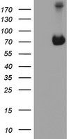 HEK293T cells were transfected with the pCMV6-ENTRY control (Left lane) or pCMV6-ENTRY ATIC (Right lane) cDNA for 48 hrs and lysed