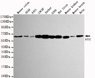 m05404 atic primary antiboties wb testing 1