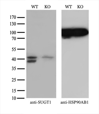 Equivalent amounts of cell lysates (10 ug per lane) of wild-type HeLa cells (WT) and SUGT1-Knockout HeLa cells (KO) were separated by SDS-PAGE and immunoblotted with anti-SUGT1 monoclonal antibody M05411 (1:500)