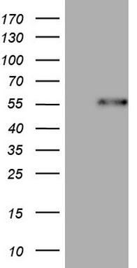 m05412 anti dusp10 mouse monoclonal antibody clone id oti2h1 wb testing 1