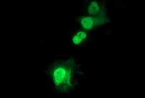m05419 anti siva siva1 mouse monoclonal antibody clone id oti2f8 if testing 6