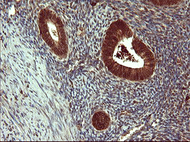 m05419 anti siva siva1 mouse monoclonal antibody clone id oti2f8 ihc testing 4